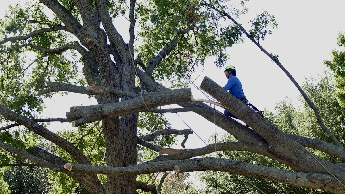 Professional Crown Thinning performed by certified arborists in Belden