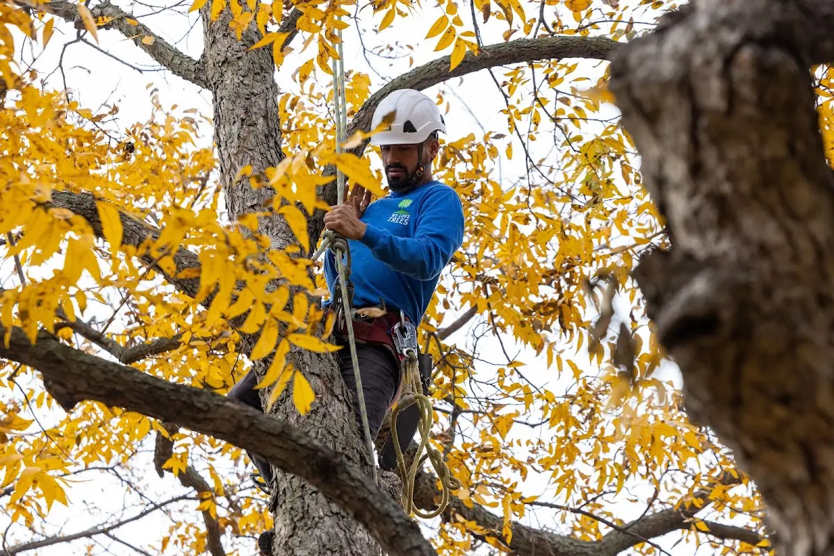 Skilled Storm Damage Cleanup crew working in Belden